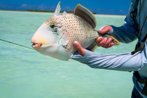 Telluride Angler Spring 2024 Christmas Island Trip. ©Brett Schreckengost