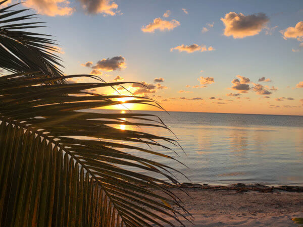 Sunrise And Palm