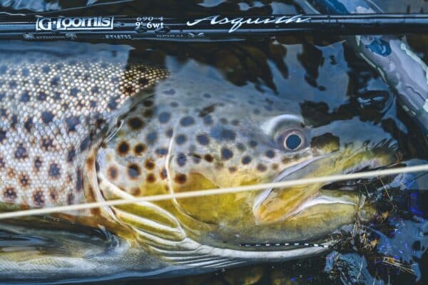 GRF 1025 MIDCURRENT MONTANA ASQUITH 105